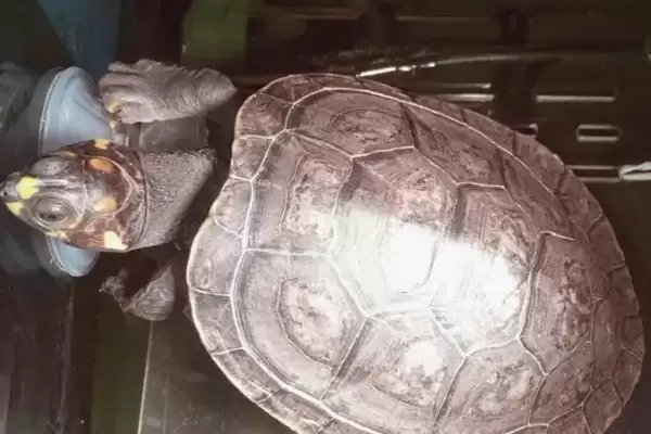灯光对乌龟的作用影响,灯光对乌龟具有怎样的作用和影响插图2