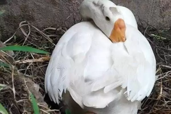 鹅下蛋所需的时间,鹅下蛋的开产期因品种有何不同插图4 鹅下蛋所需的时间,鹅下蛋的开产期因品种有何不同插图4