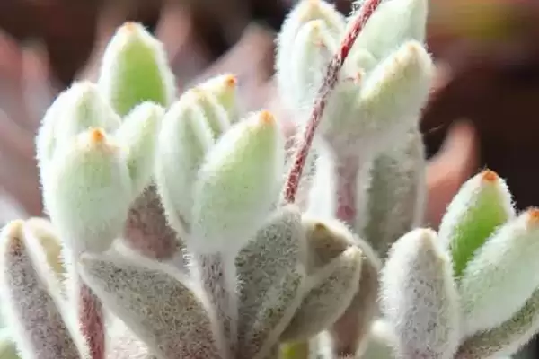 多肉植物种类划分,多肉植物有哪些常见的种类类型划分插图6