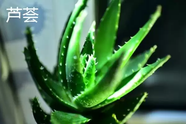 不怕太阳晒的盆栽植物有哪些呢,不怕太阳晒的盆栽植物有哪些插图5 不怕太阳晒的盆栽植物有哪些呢,不怕太阳晒的盆栽植物有哪些插图5
