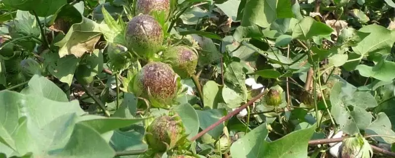 中棉所99001棉花品种草害防治要点全解析揭秘-会东网