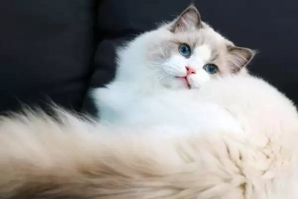 布偶猫为什么价格那么贵呢,布偶猫为什么那么贵插图2 布偶猫为什么价格那么贵呢,布偶猫为什么那么贵插图2