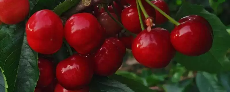 大樱桃的常见品种种类,大樱桃常见品种有哪些具体的种类插图 大樱桃的常见品种种类,大樱桃常见品种有哪些具体的种类插图