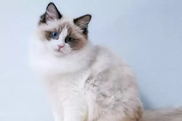 布偶猫的养殖方法和要点是啥,布偶猫怎么养插图2