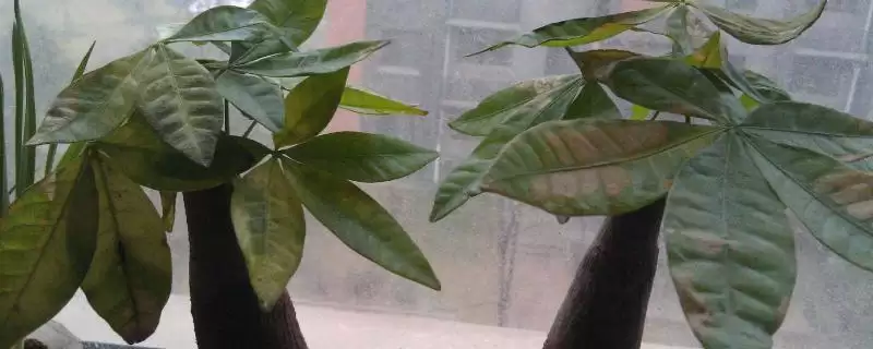 发财树适宜摆放位置,发财树适合放在家里哪些位置地方-会东网
