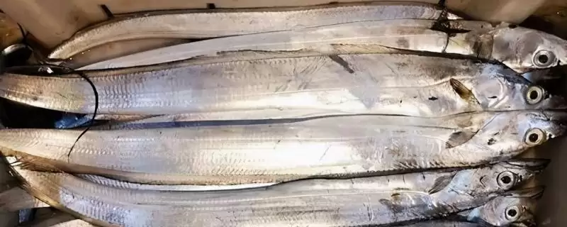 带鱼白色鱼皮的成分分析,带鱼的白色鱼皮是什么成分构成的-会东网