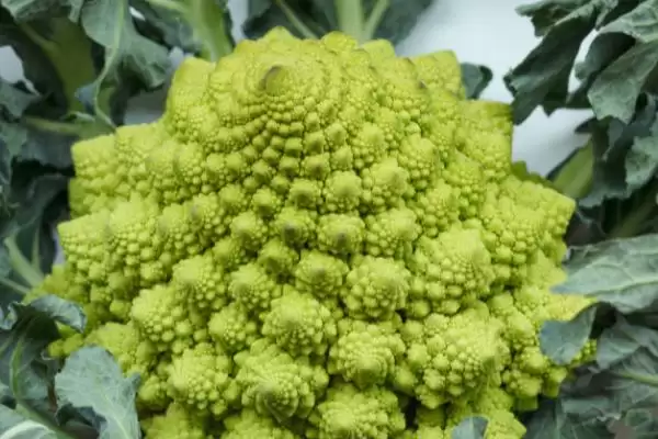宝塔花椰菜的育苗技术要点有哪些呢,宝塔花椰菜的育苗技术要点插图1 宝塔花椰菜的育苗技术要点有哪些呢,宝塔花椰菜的育苗技术要点插图1