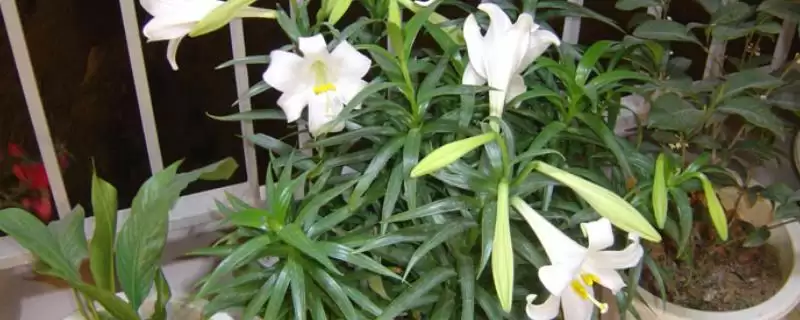 百合花存活情况,百合花是否开放一次就会死亡-会东网