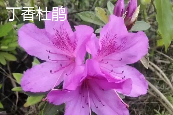 杜鹃花的分类情况,杜鹃花的分类有哪些常见的种类插图6