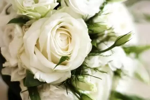 橙色玫瑰的花语是什么和寓意呢,橙色玫瑰的花语插图3