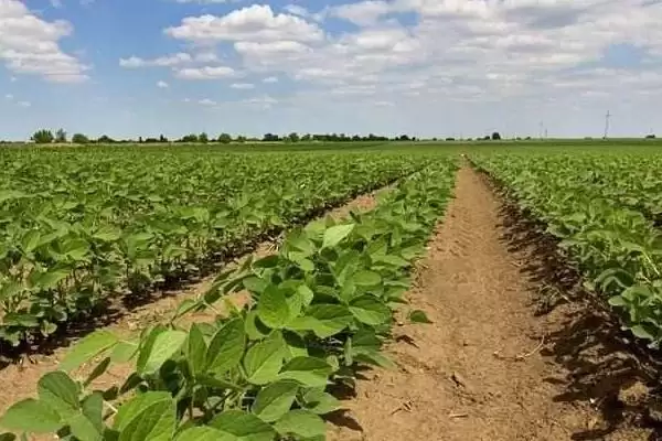 中黄69大豆种子生育期多久？插图3