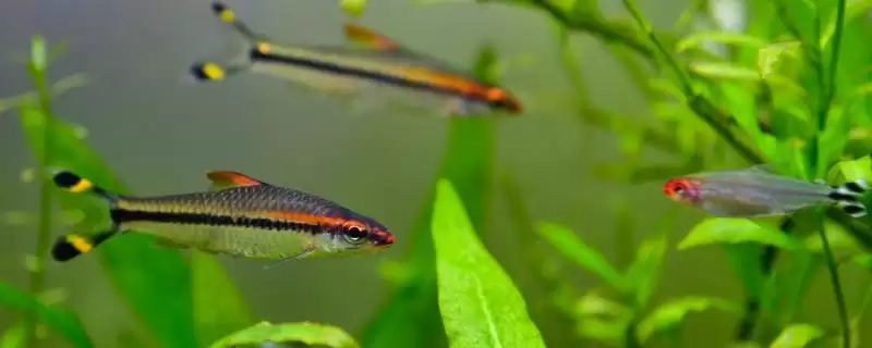 白云金丝鱼体型,白云金丝鱼成年后体型是多大-会东网