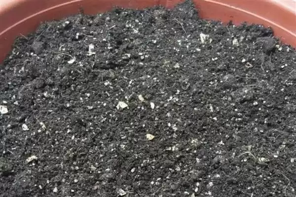杜鹃花冬季换盆的情况,杜鹃花冬季能进行换盆的操作吗插图2 杜鹃花冬季换盆的情况,杜鹃花冬季能进行换盆的操作吗插图2