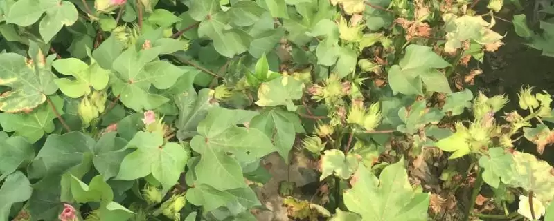 种植密大氮肥多等致棉花黄萎病发病原因解析-会东网