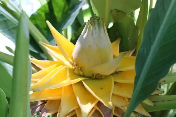 地涌金莲种植的适宜性,地涌金莲可以种在家里有何影响插图4 地涌金莲种植的适宜性,地涌金莲可以种在家里有何影响插图4