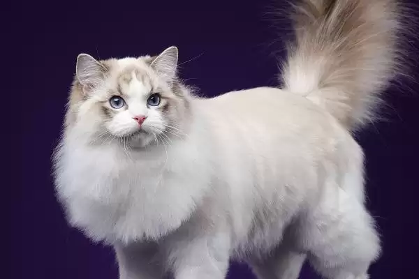 布偶猫为什么价格那么贵呢,布偶猫为什么那么贵插图3 布偶猫为什么价格那么贵呢,布偶猫为什么那么贵插图3