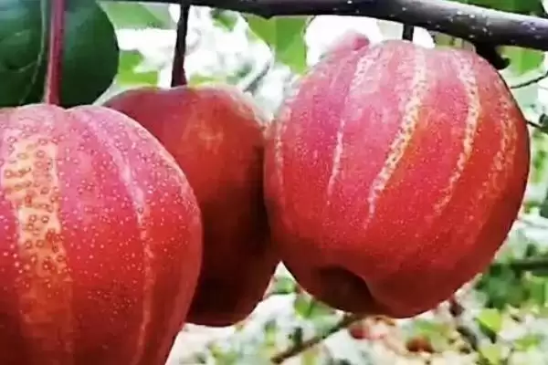 彩虹梨的市场价格和种植前景呢,彩虹梨的市场价格和种植前景插图1