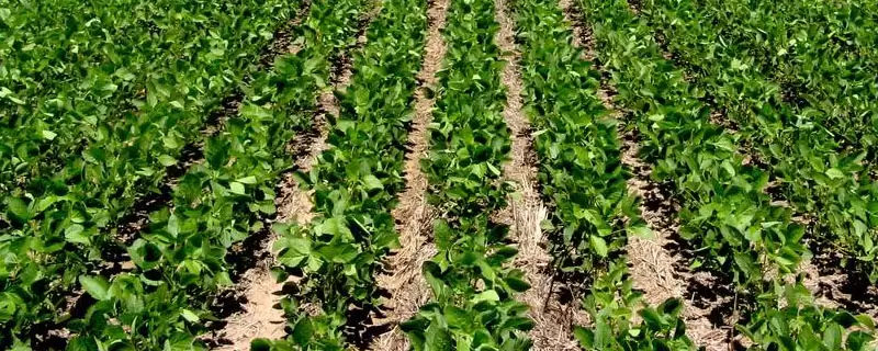 驻豆7号大豆种子留苗密度多少?-会东网