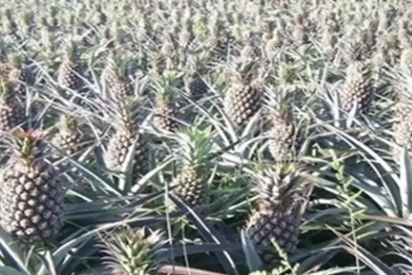 菠萝是长在地上还是树上的呢,菠萝长在地上还是树上插图5