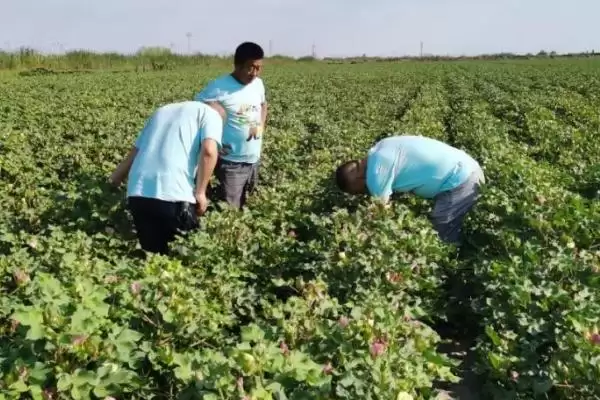 棉株长势叶面喷肥防棉花中后期早衰要点解析插图1 棉株长势叶面喷肥防棉花中后期早衰要点解析插图1