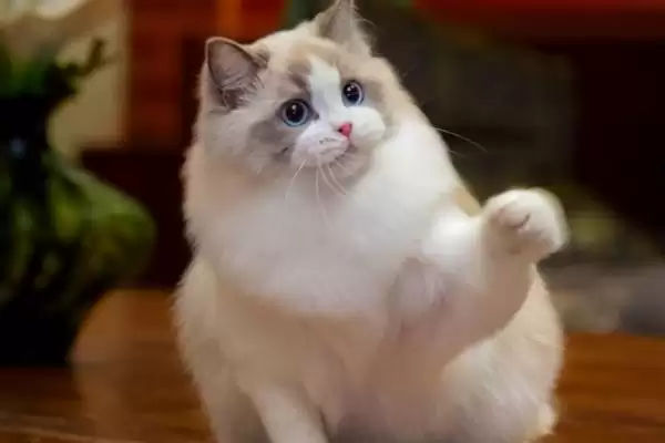 布偶猫的养殖方法和要点是啥,布偶猫怎么养插图4