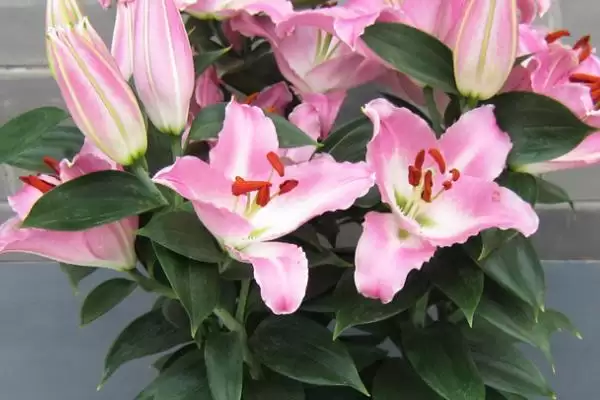 百合花存活情况,百合花是否开放一次就会死亡插图3