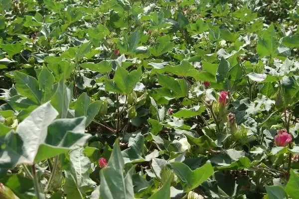 锦葵科棉属植物棉花是什么详细信息全解析插图2 锦葵科棉属植物棉花是什么详细信息全解析插图2