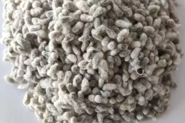 每亩定植1200至1400株湘杂198棉花种子插图1