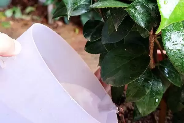 茶梅的养殖方法和要点有哪些呢,茶梅怎么养插图3