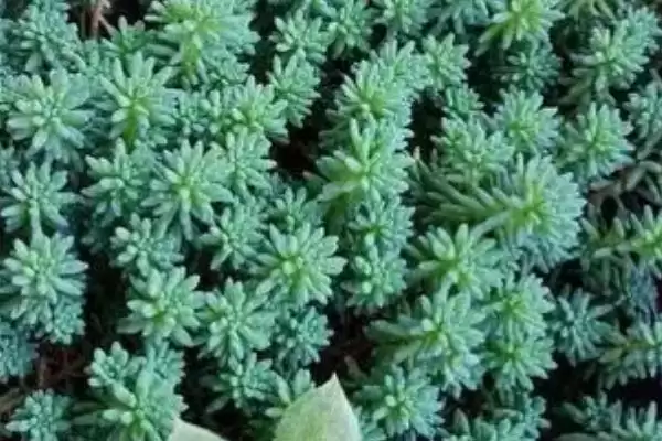 薄雪万年草的养殖方法和要点是啥,薄雪万年草的养殖方法插图1 薄雪万年草的养殖方法和要点是啥,薄雪万年草的养殖方法插图1