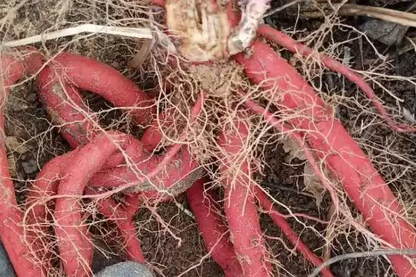 丹参高产育苗的时间要点,丹参如何高产育苗在何时培育插图4 丹参高产育苗的时间要点,丹参如何高产育苗在何时培育插图4