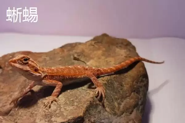 壁虎属于卵生还是胎生的动物呢,壁虎属于卵生还是胎生动物插图3