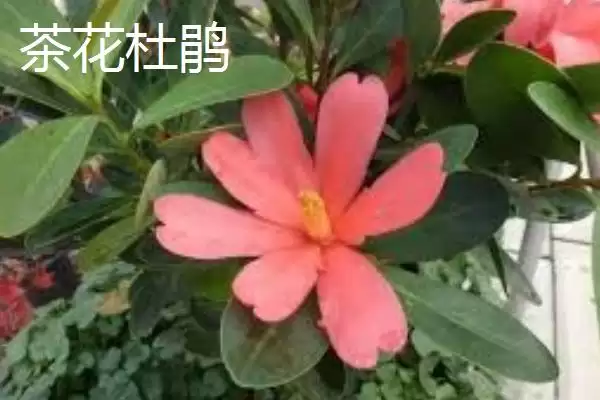 杜鹃花的分类情况,杜鹃花的分类有哪些常见的种类插图2