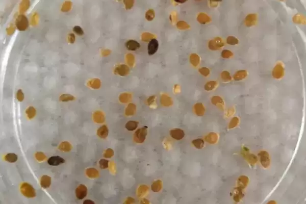 朝天椒播种前后如何进行管理呢,朝天椒播种前后管理方法插图1
