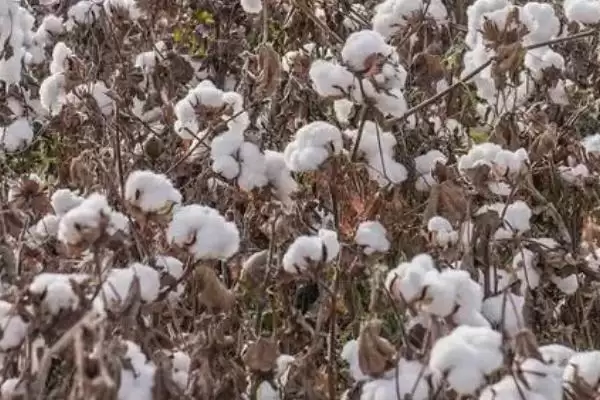 陆地棉良种清末引入中国棉花传入时间全揭秘插图2 陆地棉良种清末引入中国棉花传入时间全揭秘插图2