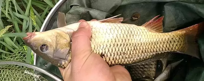 钓鲤鱼的提竿时机判断,钓鲤鱼何时提竿中鱼率较高-会东网