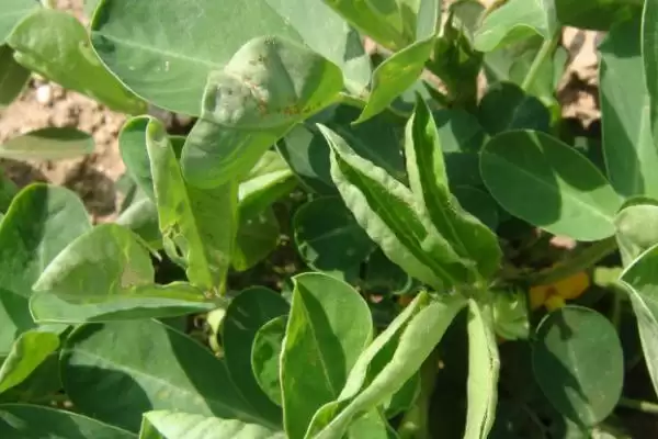 花生常见虫害蛴螬棉铃虫蚜虫类型全解析插图9