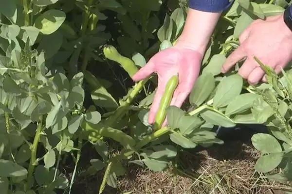 种植蚕豆行距30厘米株距多少？插图7