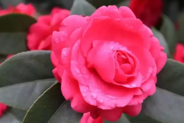 茶花的主要产地在哪些地方呢,茶花的主产地插图1