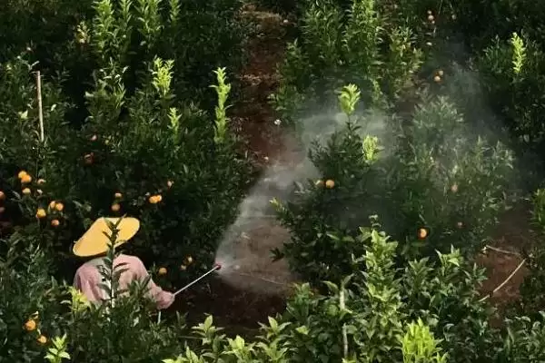 线虫农药防治如何选高剧毒药剂？插图2