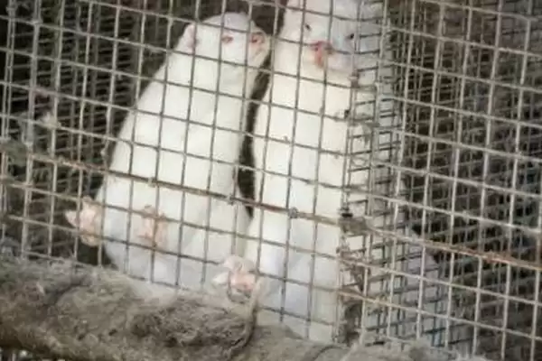 冬季后备种貂管理技术,冬季后备种貂的管理技术有何要点插图3 冬季后备种貂管理技术,冬季后备种貂的管理技术有何要点插图3