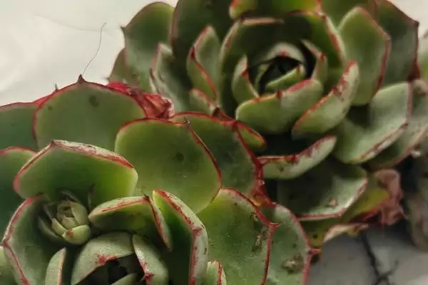 多肉植物种类划分,多肉植物有哪些常见的种类类型划分插图8