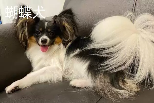 不掉毛的狗狗有哪些品种呢,不掉毛的狗狗品种插图1 不掉毛的狗狗有哪些品种呢,不掉毛的狗狗品种插图1