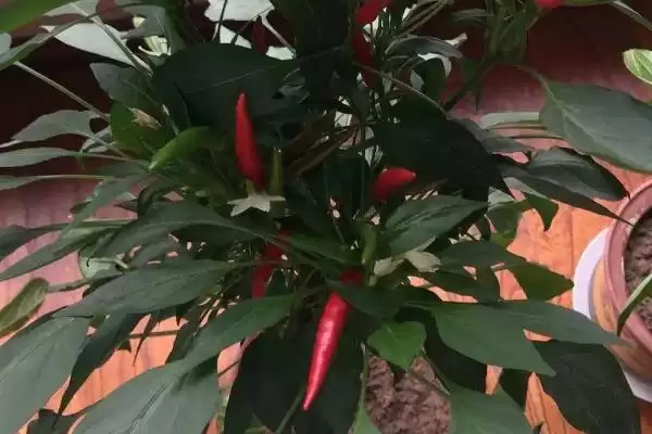 朝天椒盆栽种植技术和要点是啥,朝天椒盆栽种植技术插图3