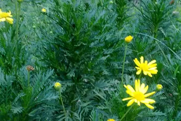 倒心形叶子的植物种类,倒心形叶子植物有哪些常见的种类插图9