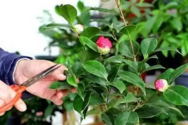 茶梅的养殖方法和要点有哪些呢,茶梅怎么养插图4