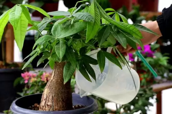 发财树发芽可能性,发财树只剩下树干还能不能再次发芽插图6 发财树发芽可能性,发财树只剩下树干还能不能再次发芽插图6