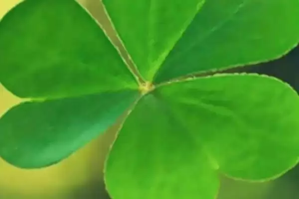 倒心形叶子的植物种类,倒心形叶子植物有哪些常见的种类插图1