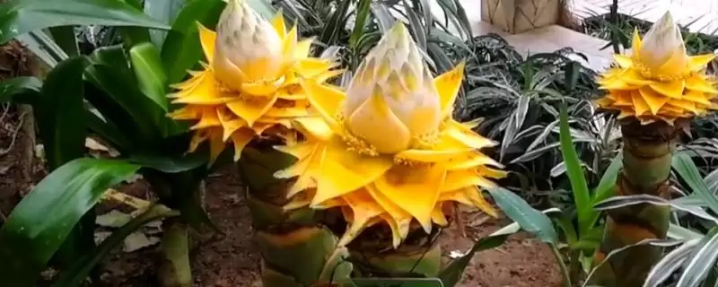 地涌金莲种植的适宜性,地涌金莲可以种在家里有何影响插图 地涌金莲种植的适宜性,地涌金莲可以种在家里有何影响插图