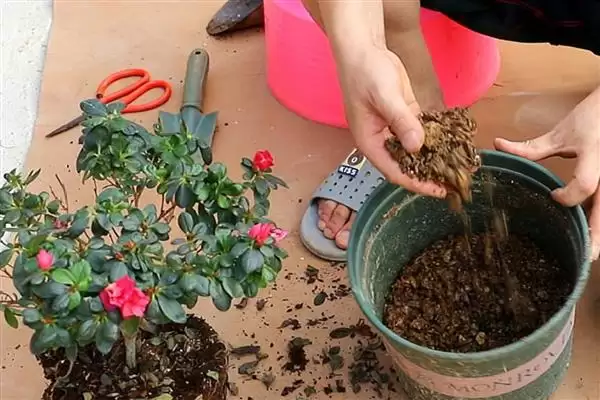杜鹃花冬季换盆的情况,杜鹃花冬季能进行换盆的操作吗插图4 杜鹃花冬季换盆的情况,杜鹃花冬季能进行换盆的操作吗插图4